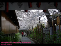 {_Ђɍ炫ق\CVm( Cherry blossoms ) BeꏊF{_ AˎR(OSAKA)