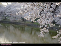 rƃ\CVm( Cherry blossoms ) BeꏊFr AˎR(OSAKA)