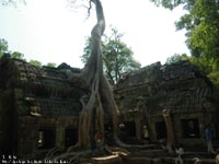 ^Ev( Ta Prohm )@BeꏊFVFAbvAJ{WA