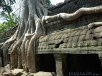 l̋Ȃ^Ev( Ta Prohm )@BeꏊFVFAbvAJ{WA